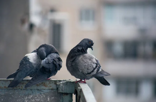 거리의 울타리에 비둘기 — 스톡 사진