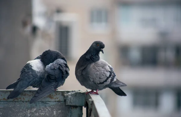 街の鳩は通りの柵の上に座っている — ストック写真