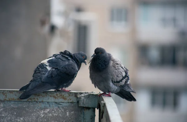 Pombo Cidade Senta Uma Cerca Rua — Fotografia de Stock