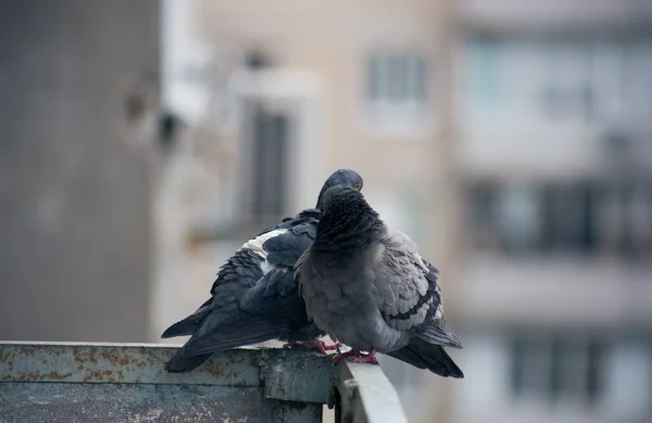 Pombo Cidade Senta Uma Cerca Rua — Fotografia de Stock