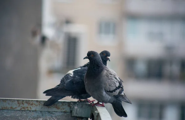 Şehir Güvercini Sokakta Bir Çitin Üzerinde Oturuyor — Stok fotoğraf