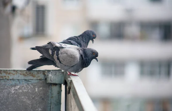 Pombo Cidade Senta Uma Cerca Rua — Fotografia de Stock