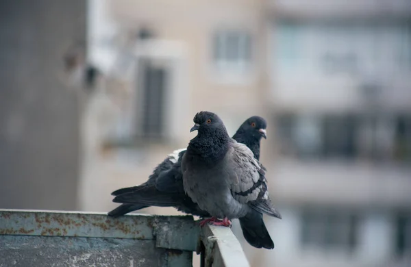 Pombo Cidade Senta Uma Cerca Rua — Fotografia de Stock