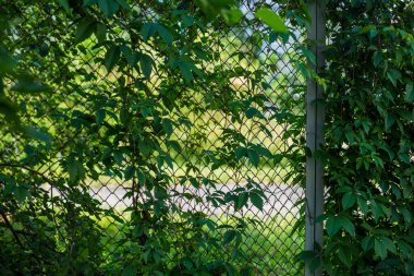 Sokakta terk edilmiş eski çitler.