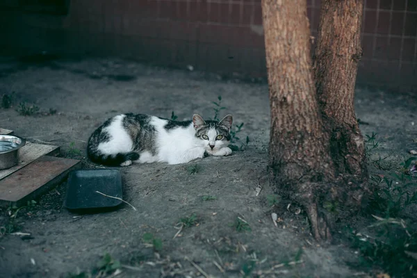Sem Teto Abandonado Com Fome Gato Preparado — Fotografia de Stock