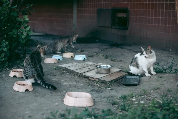 Sem Teto Abandonado Com Fome Gato Preparado — Fotografia de Stock