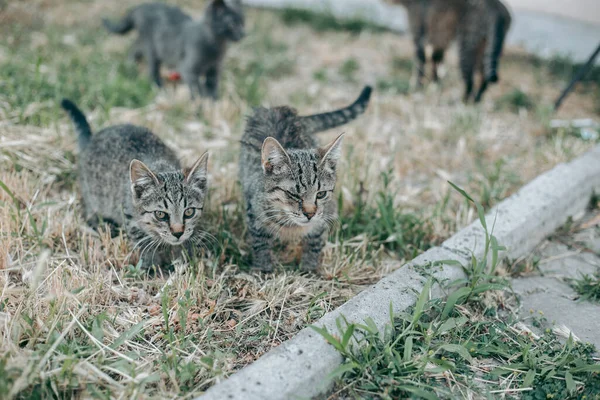 Sem Teto Abandonado Com Fome Gato Preparado — Fotografia de Stock