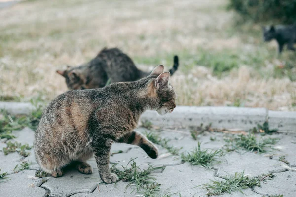 Sem Teto Abandonado Com Fome Gato Preparado — Fotografia de Stock