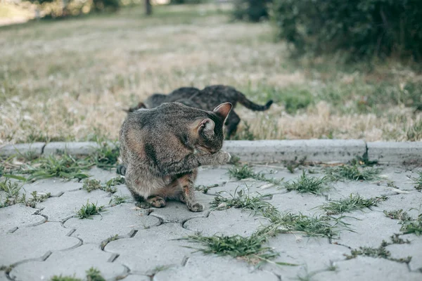 无家可归的被遗弃的饥饿和整洁的猫 — 图库照片