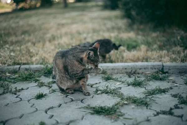 Obdachlose Verlassene Hungrige Und Gepflegte Katze — Stockfoto