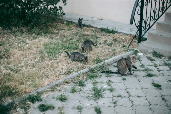 Sem Teto Abandonado Com Fome Gato Preparado — Fotografia de Stock