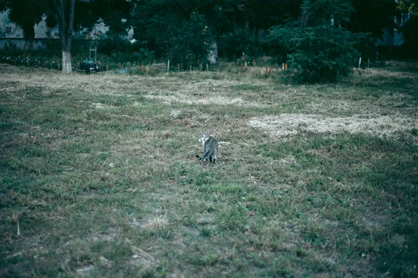 Sin Hogar Abandonado Hambriento Peinado Gato —  Fotos de Stock