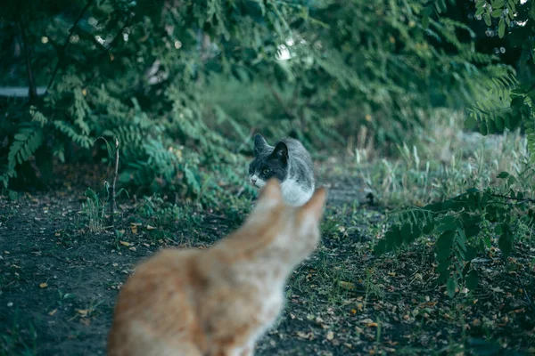 Sans Abri Abandonné Faim Toiletté Chat — Photo