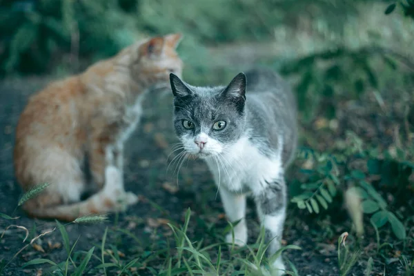 Sem Teto Abandonado Com Fome Gato Preparado — Fotografia de Stock