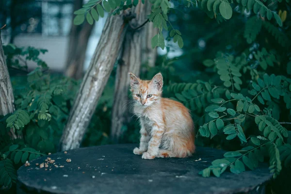 Bezdomovec Opuštěný Hladový Upravený Kočka — Stock fotografie