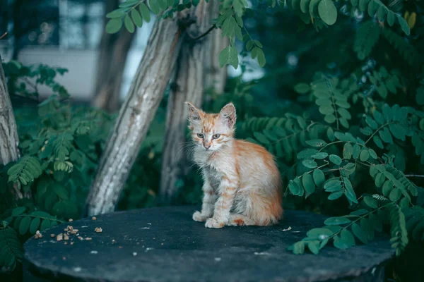 无家可归的被遗弃的饥饿和整洁的猫 — 图库照片