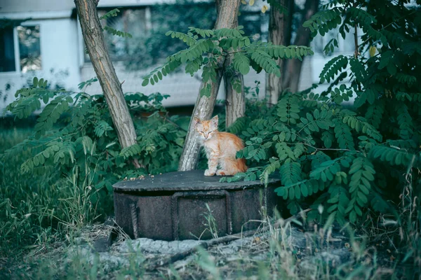 Sem Teto Abandonado Com Fome Gato Preparado — Fotografia de Stock