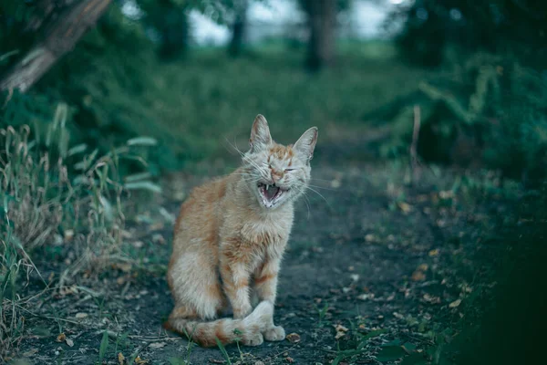 Sin Hogar Abandonado Hambriento Peinado Gato — Foto de Stock