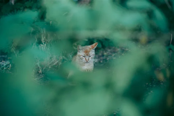 집없는 허기와 고양이 — 스톡 사진