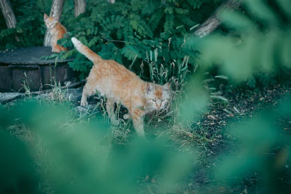 Sem Teto Abandonado Com Fome Gato Preparado — Fotografia de Stock