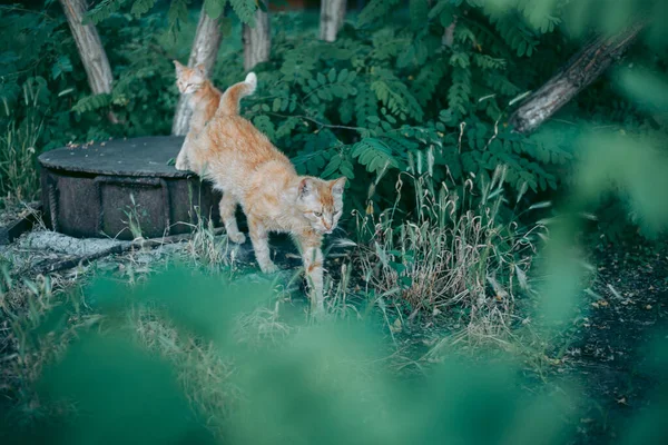 Sem Teto Abandonado Com Fome Gato Preparado — Fotografia de Stock