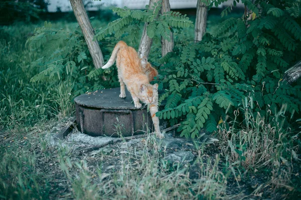 Bezdomovec Opuštěný Hladový Upravený Kočka — Stock fotografie