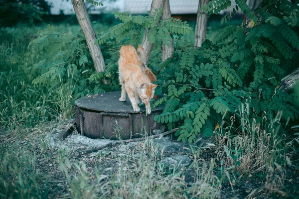 Sem Teto Abandonado Com Fome Gato Preparado — Fotografia de Stock