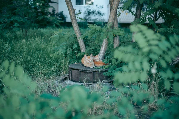 Sem Teto Abandonado Com Fome Gato Preparado — Fotografia de Stock