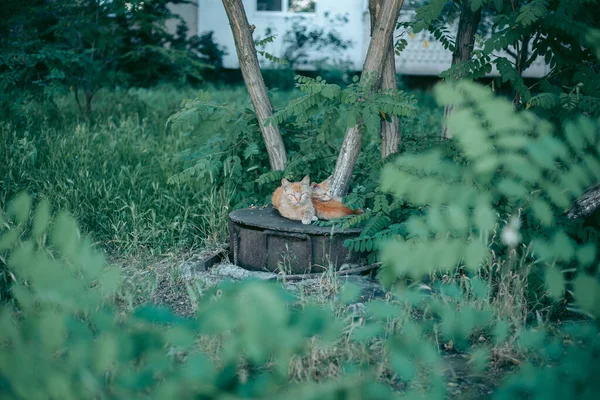 Sem Teto Abandonado Com Fome Gato Preparado — Fotografia de Stock