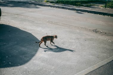 Evsiz, aç ve bakımlı bir kedi.