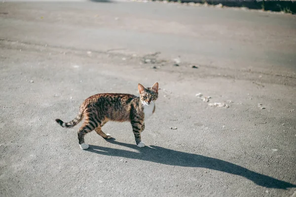 Sin Hogar Abandonado Hambriento Peinado Gato — Foto de Stock