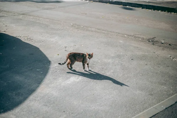 Bezdomovec Opuštěný Hladový Upravený Kočka — Stock fotografie