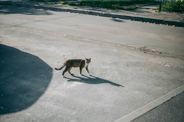 Evsiz Bakımlı Bir Kedi — Stok fotoğraf