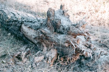 Şehrin yakınlarındaki güzel vahşi çevre