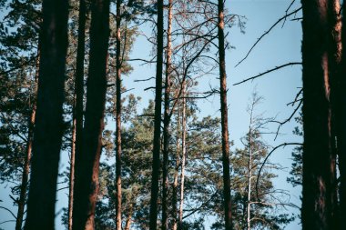 Şehrin yakınlarındaki güzel vahşi çevre