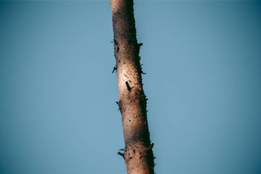 Şehrin yakınlarındaki güzel vahşi çevre