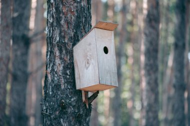 Şehrin yakınlarındaki güzel vahşi çevre