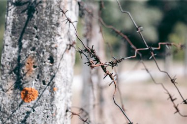 Şehrin yakınlarındaki güzel vahşi çevre