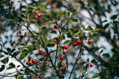 Şehrin yakınlarındaki güzel vahşi çevre