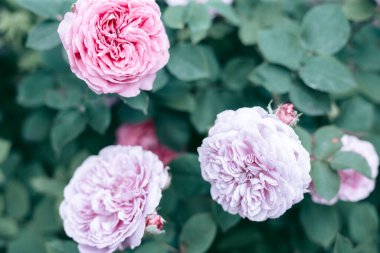 Şehrin yakınlarındaki güzel vahşi çevre