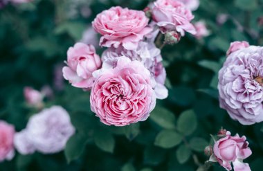 Şehrin yakınlarındaki güzel vahşi çevre