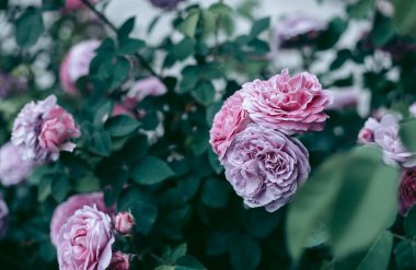 Şehrin yakınlarındaki güzel vahşi çevre