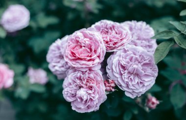 Şehrin yakınlarındaki güzel vahşi çevre