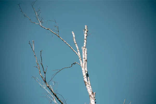 Vacker Vild Miljö Nära Staden — Stockfoto