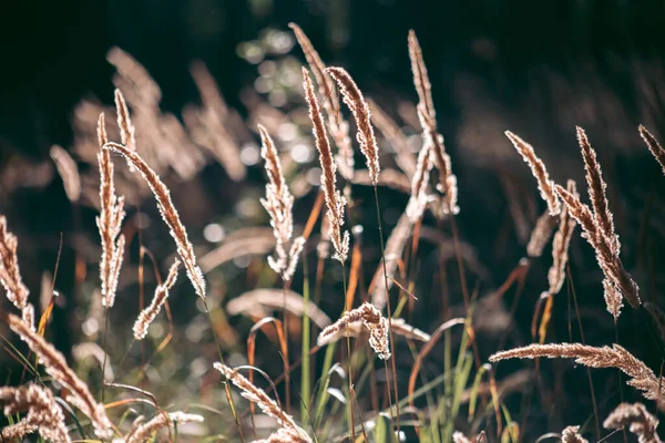 Beautiful Wild Eco Environment City — Stock Photo, Image