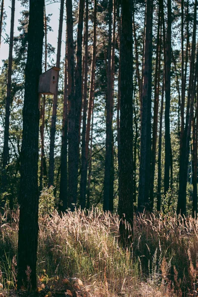 Piękne Dzikie Środowisko Ekologiczne Pobliżu Miasta — Zdjęcie stockowe