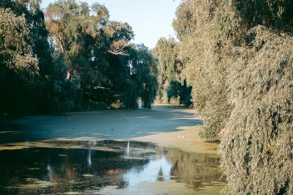 Ambiente Ecológico Selvagem Bonito Perto Cidade — Fotografia de Stock