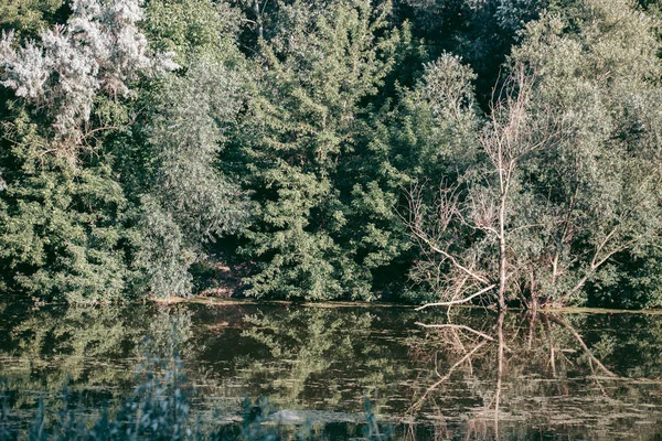 Hermoso Entorno Ecológico Salvaje Cerca Ciudad —  Fotos de Stock