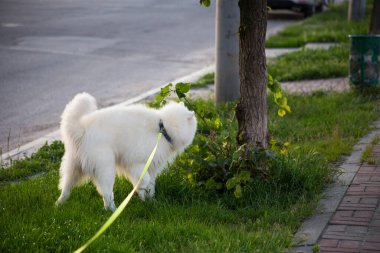 Sokakta başıboş aç bir köpek.