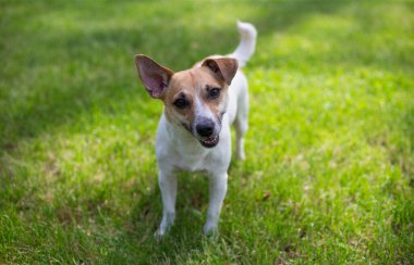 Sokakta başıboş aç bir köpek.